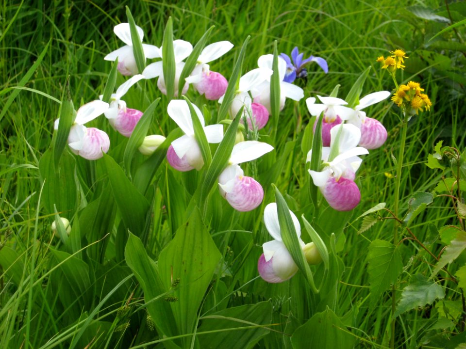 Showy Lady Slipper photo