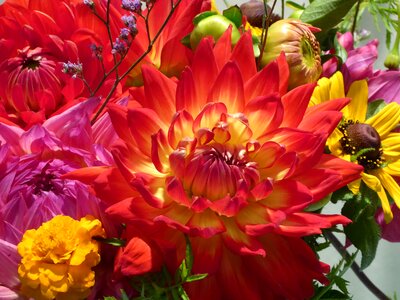 Orange dahlia yellow red photo