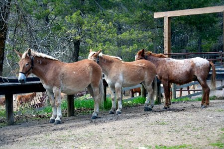 NPS Pack Animals