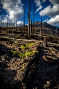 Regrowth after the 2018 Howe Ridge Fire