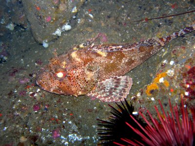 California scorpionfish
