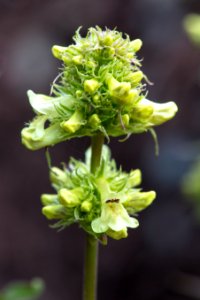 Yellow Penstemon - Penstemon confertus