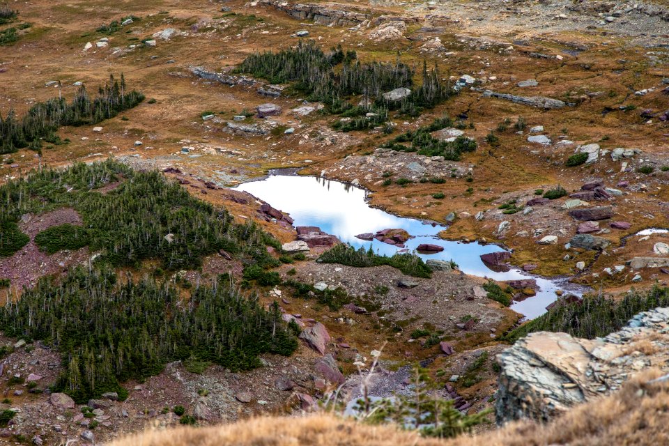Alpine Pools at Logan Pass