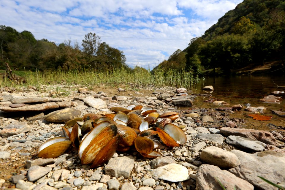 Dead mussels