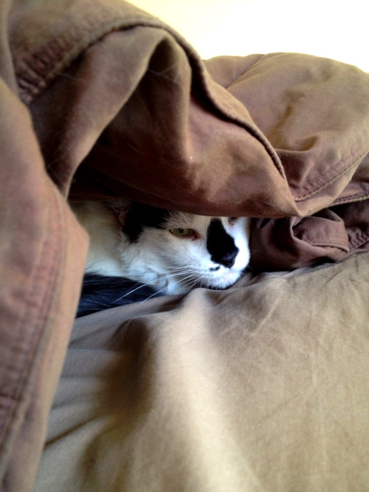 Leela Attempting to Hide