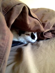 Leela Attempting to Hide