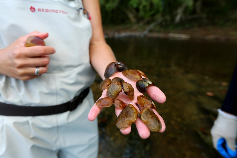 Dead freshwater mussels