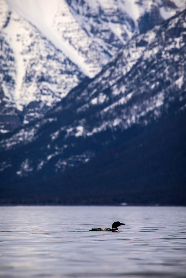 lakemcdonaldbirding-7284