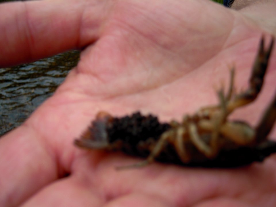 Female crayfish with eggs