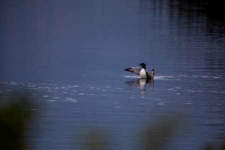 Common Loon (Gavia immer)