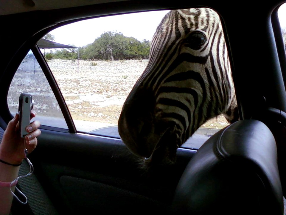 Mugged by a Zebra