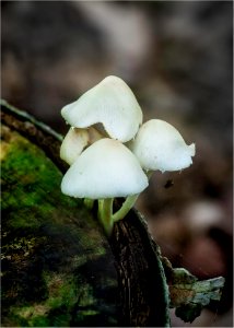 sulfur tuft on tree stump