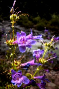 Purple Penstemon photo