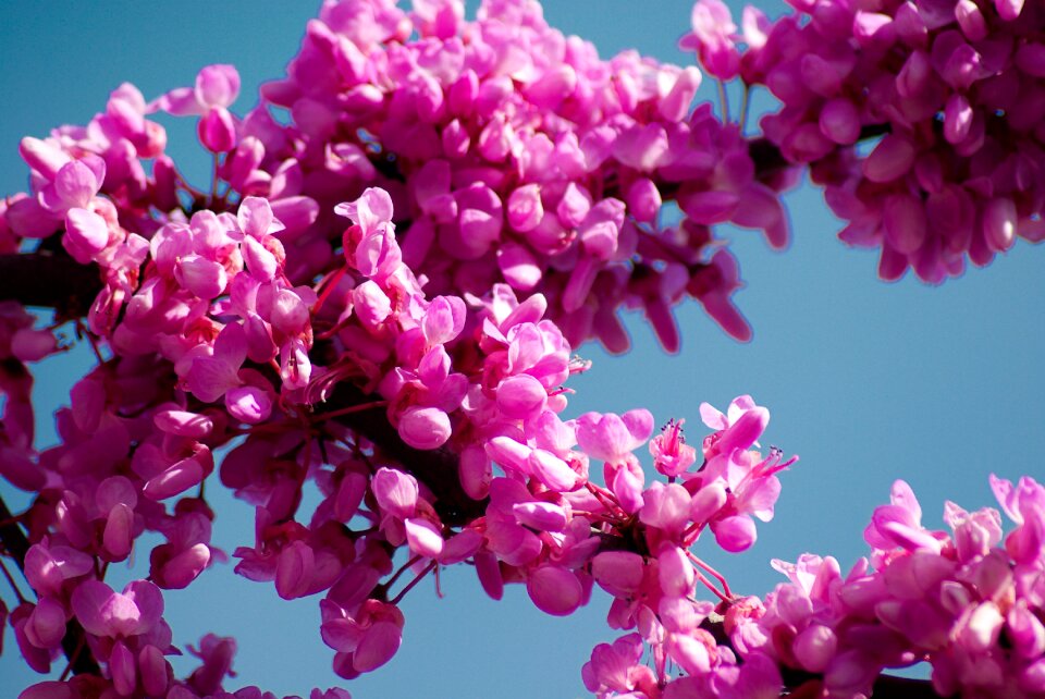 Cercis siliquastrum pink flowers spring