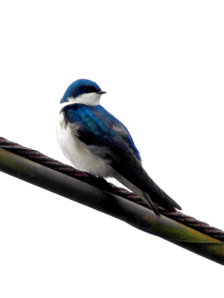 Tree Swallow at Ohio River Islands National Wildlife Refuge