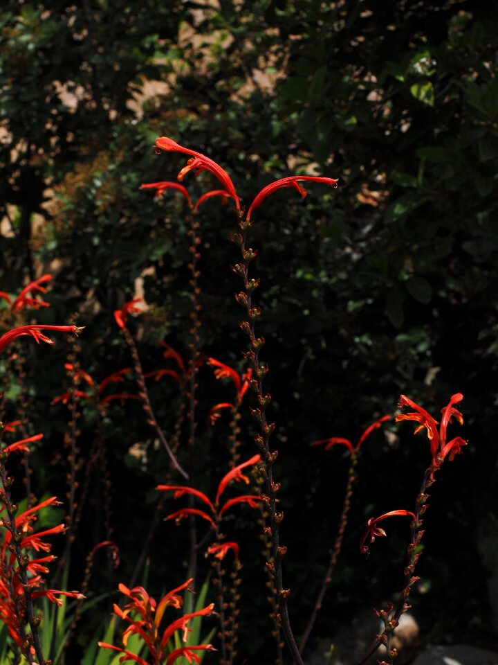 Bloom oblong red