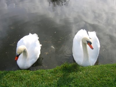 Cisnes en Villa Baviera photo