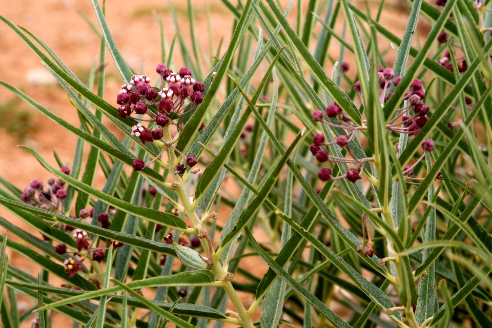 Asclepias brachystephana