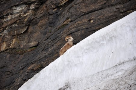 Bighorn Sheep near Going-to-the-Sun Road, 5-29-2013
