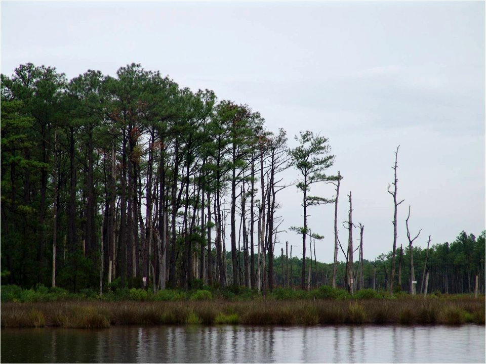 Black Needlerush with Loblolly Pine in the background