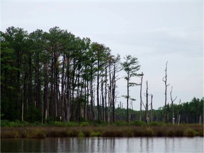 Black Needlerush with Loblolly Pine in the background