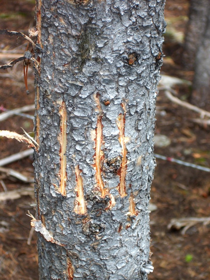 Grizzly claw marks on a tree near a hair snag station (Northern Divide Grizzly Bear Project)