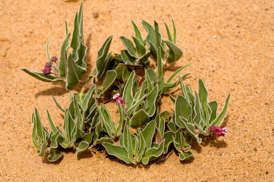 Asclepias sanjuanensis