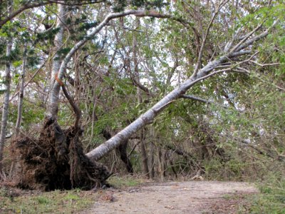 Uprooted tree at Elizabeth A. Morton National Wildlife Refuge (NY) photo