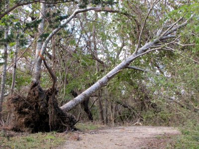 Uprooted tree at Elizabeth A. Morton National Wildlife Refuge (NY)