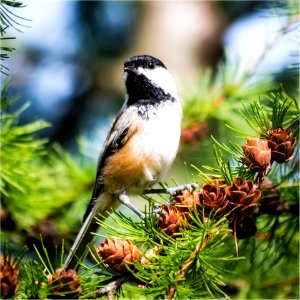 Black-Capped Chickadee