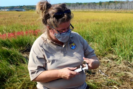 Rachel Carson NWR Biologist banding a saltmarsh sparrow photo