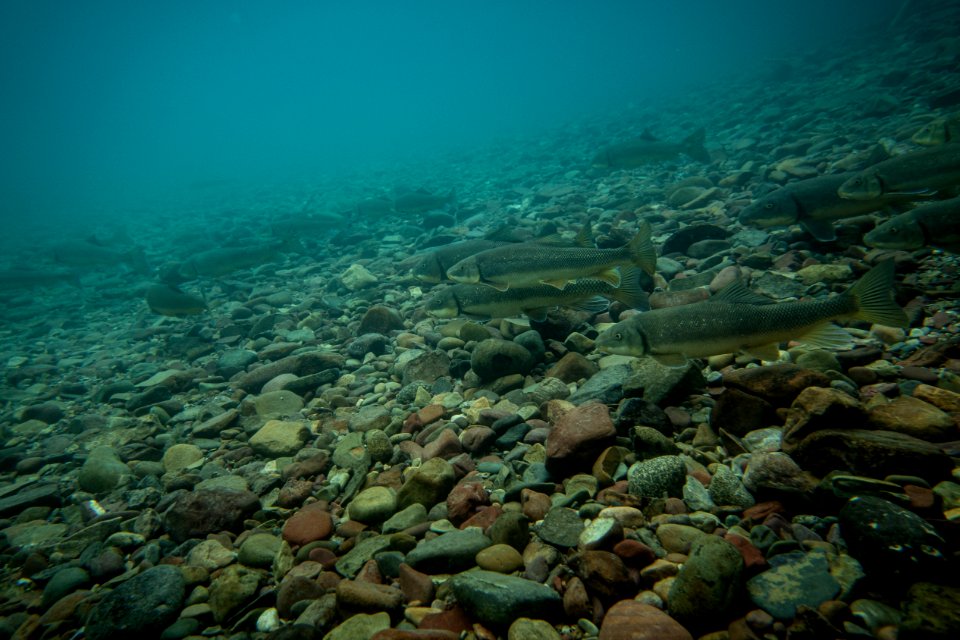 Largescale Sucker (Catostomus macrocheilus)