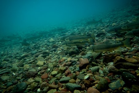 Largescale Sucker (Catostomus macrocheilus) photo