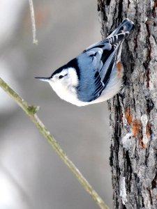 White-breasted Nuthatch photo