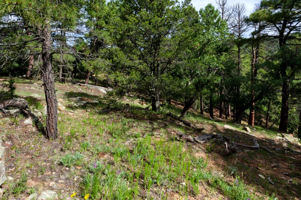 Near the Continental Divide Trail