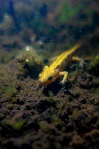 long-toed salamander (Ambystoma macrodactylum) photo