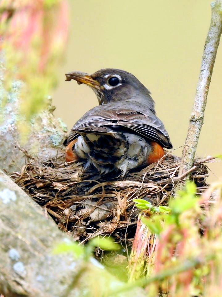 American Robin