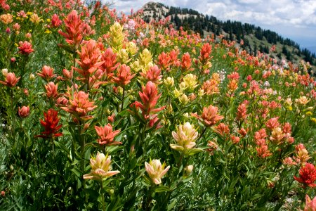 Castilleja rhexiifolia photo