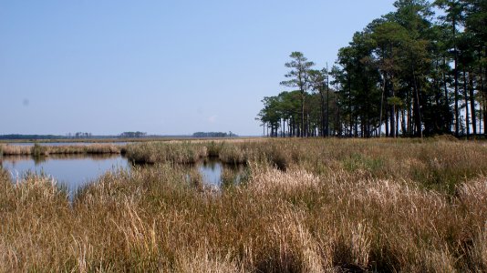 Blackwater National Wildlife Refuge - East Side photo