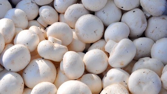 Mushroom food Free photos