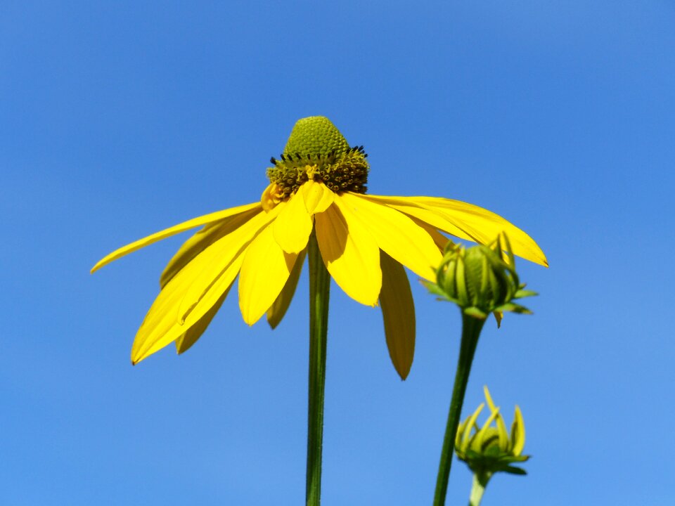 Yellow himmel blue