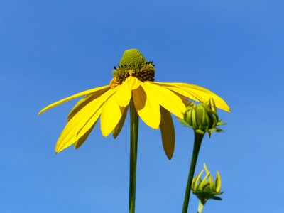 Yellow himmel blue photo