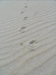 Feral Cat Tracks