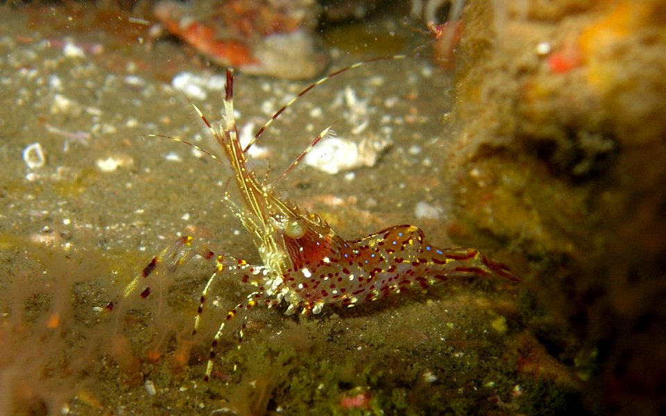 Rough patch shrimp