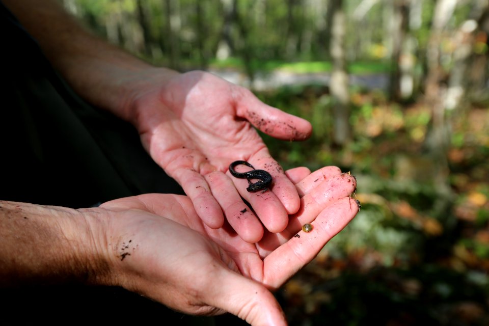 Peaks of Otter salamander
