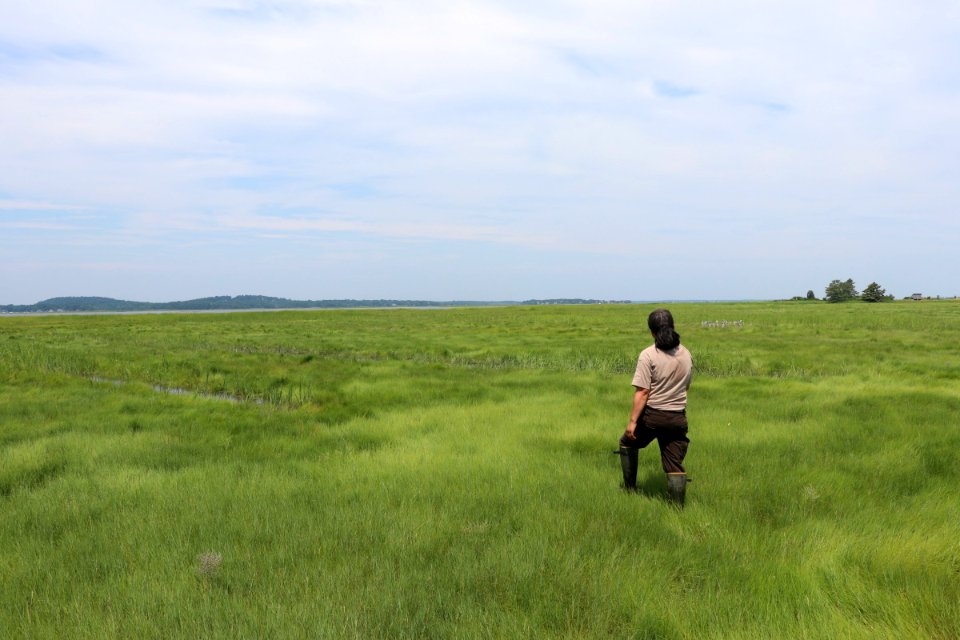 Saltmarsh sparrow habitat at Parker River National Wildlife Refuge
