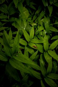 Slug on Leaves