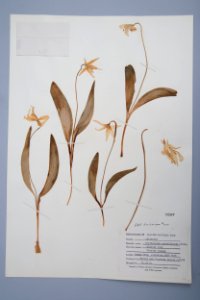 Erythronium Grandiflorum Herbarium Specimen photo
