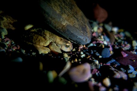 Tailed Frog in Creek