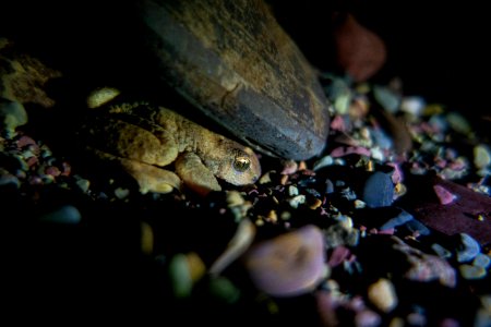 Tailed Frog in Creek photo